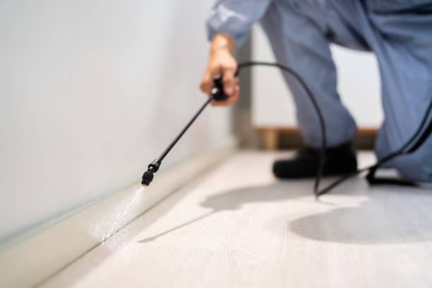 Wasp Removal Services in Burbank, IL