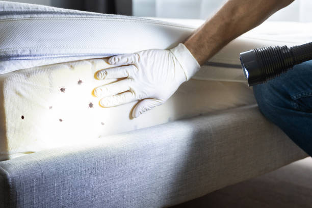 Best Wasp Removal Services  in Burbank, IL