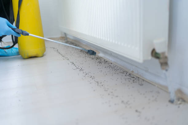 Best Flea Control Services  in Burbank, IL